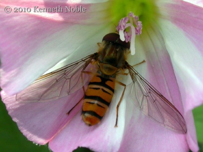 Episyrphus balteatus ("marmalade fly") Kenneth Noble